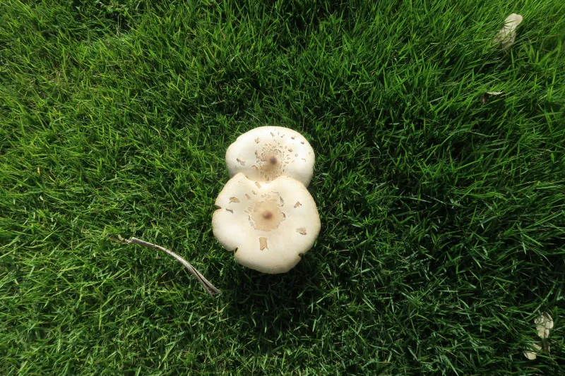 Chlorophyllum molybdites 1 - IMG_2011